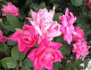 Taken from my garden with a special thanks to my hubs and his green thumb